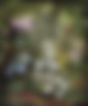 Orchids (preview)