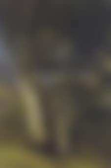 Arbres (preview)