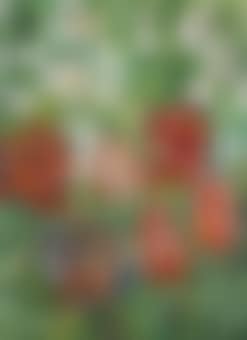Tulips (preview)