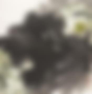 Lotus (preview)