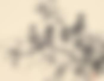 Sparrow (preview)