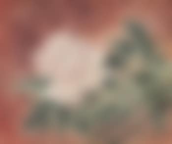Blossom (preview)