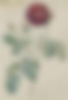 Etude d'une rose rouge (preview)