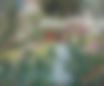 The Lilies and Poppies (preview)