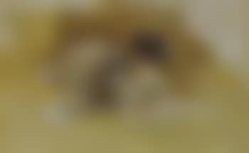 The Picture Book (preview)