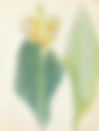 Canna with Green Leaves (preview)