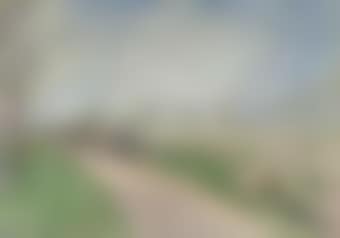 Kersenboomgaard in de Betuwe (preview)