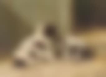 Saint-Bernard puppies (preview)