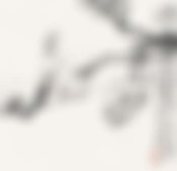 Orchid (preview)