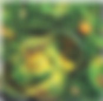 Cavolo (preview)