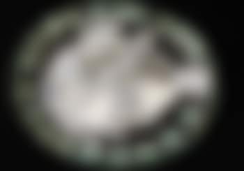 Blackground fish (preview)