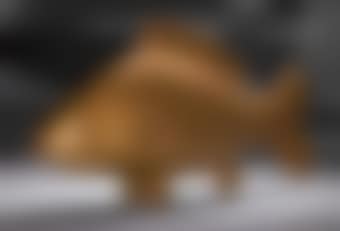Grande Carpe D'Or (preview)