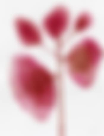 Les Fleurs (preview)