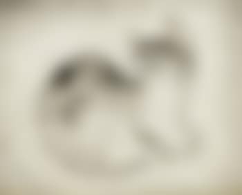 Chat (preview)