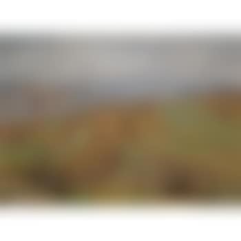Landscape (Krajina) (preview)