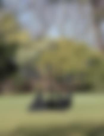 The Tree (preview)