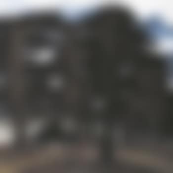 Pine forest (preview)
