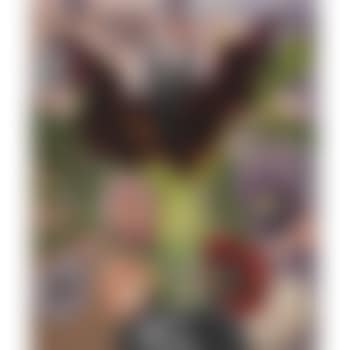Still Life, Red Hot Pokers (preview)
