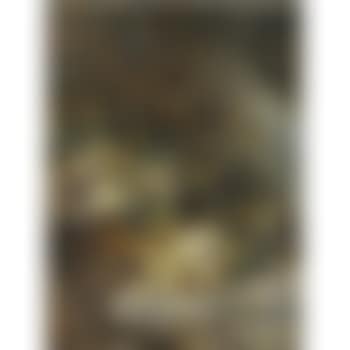 Schneerosen (Hellebores) (preview)