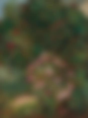 Massif De Fleurs, Jardin Du Petit Gennevilliers (preview)