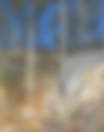 Shoalhaven landscape, bush and dry gully (preview)