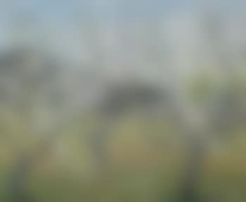 Spring in the orchard (preview)
