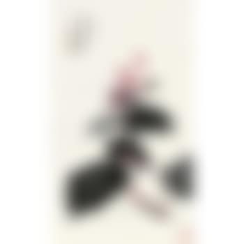 Begonia (preview)