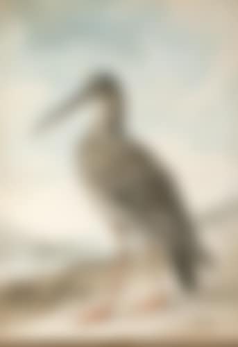 A Redshank (preview)