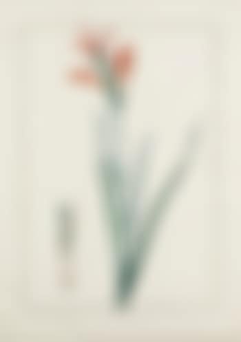 Antholyza Cunonia (Antholyse Papilionacée) (preview)