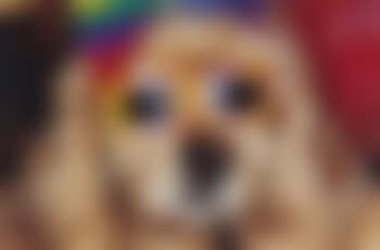 Common Sense (dog with bow & sunglasses) (preview)