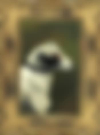 Portrait eines Parson Jack Russell Terriers (preview)