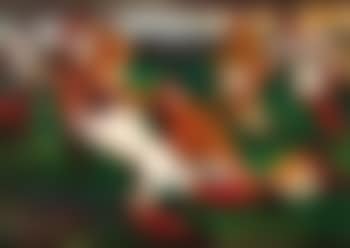 Match de rugby (preview)