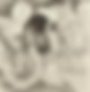Les lapins (preview)