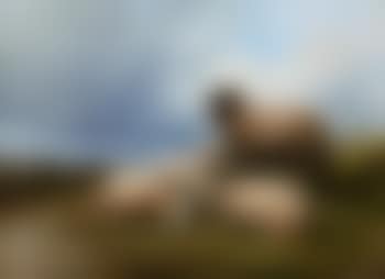 Highland sheep (preview)