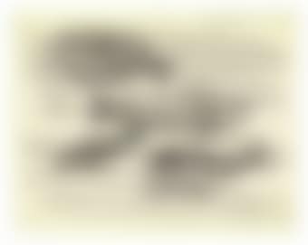 Untitled (Four Fish) (preview)