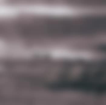Reeds and wild geese (preview)