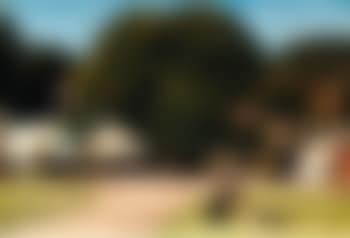 Parti fra Dyrehaven -  View of Dyrehaven (preview)