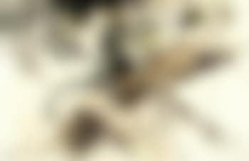 Chamäleon (preview)