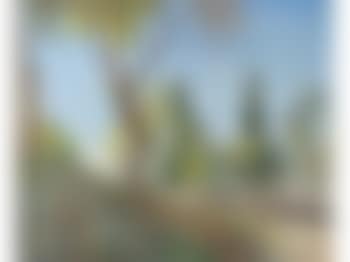Paysage au mur, les cyprès en Provence (preview)
