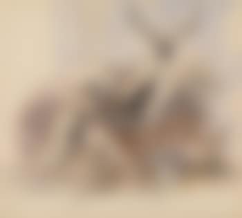 Pack of red deer (preview)