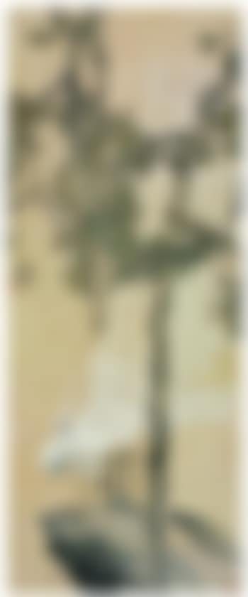 The white peacock (preview)