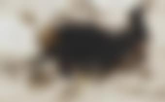 Animal in motion (preview)