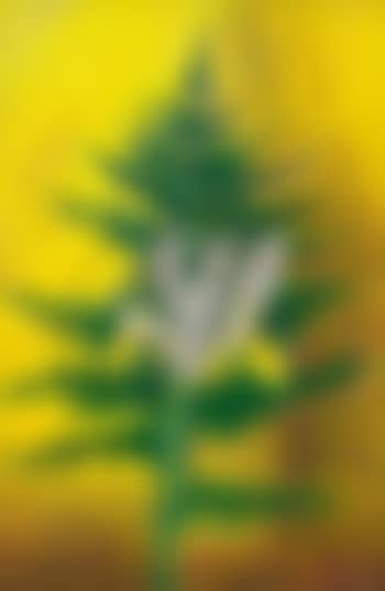 White Iris With Fern (preview)