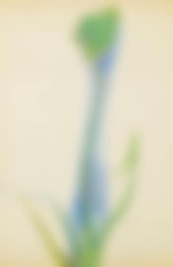 Arrowroot (preview)
