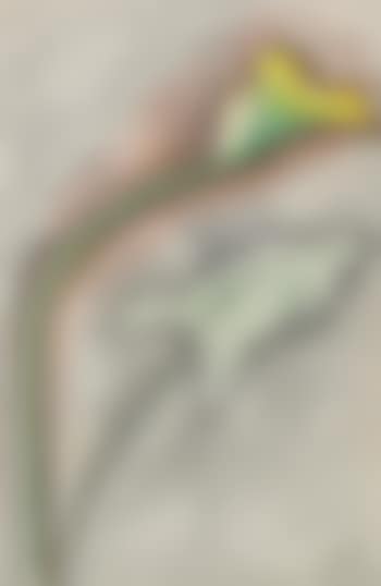 Yellow Calla (preview)