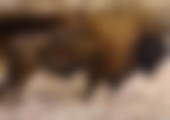 A study of a buffalo (preview)