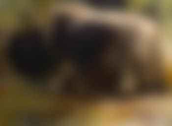 A study of a yak (preview)