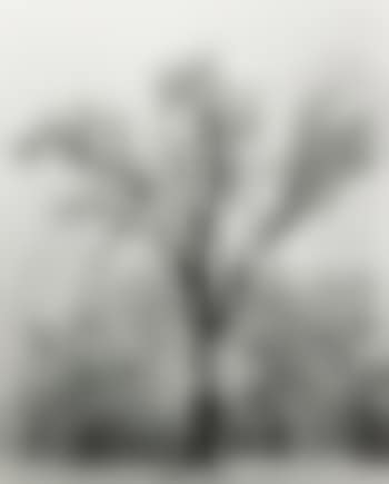 Oak Tree, Snowstorm, Yosemite National Park, Ca. (preview)