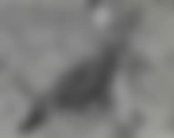 Jackrabbit (preview)