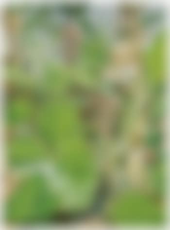 Plants In Jamaica (preview)